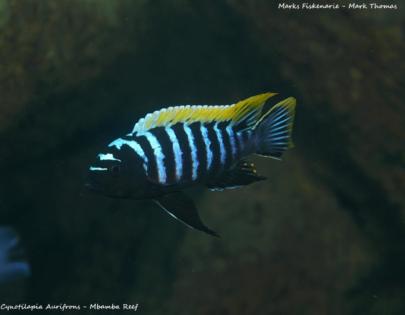 Cynotilapia zebroides 'Mbamba Reef'